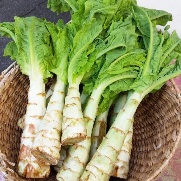 ผักสลัดต้น 10แถม1!! ถูกที่สุด10บ. เมล็ดผักสลัดต้น100เมล็ด ปลูกง่าย งอกดี ทานอร่อย