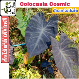 colocasia cosmic ตัดสดไม่ตัดใบ โคโลคาเซีย คอสมิค