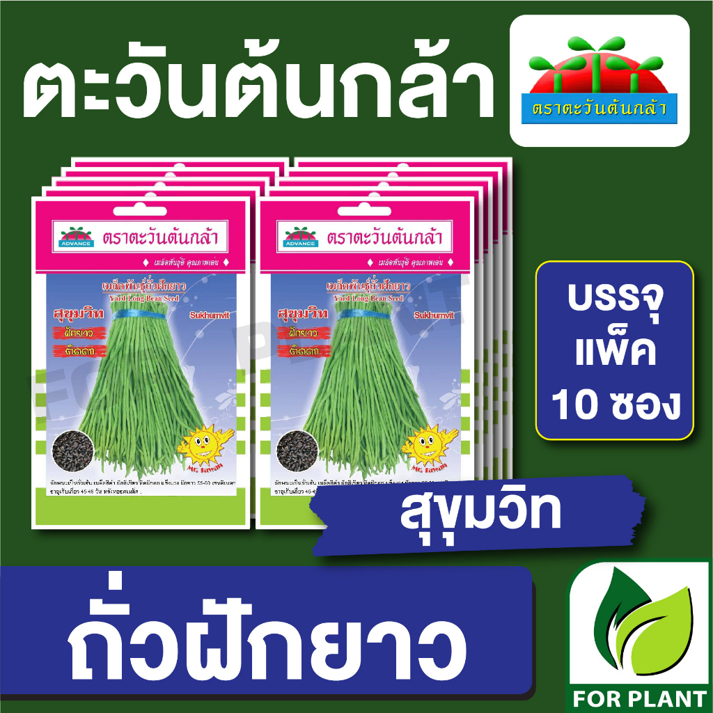 เมล็ดพันธุ์ ผักซอง ถั่วฝักยาว สุขุมวิท ตะวันต้นกล้า SP บรรจุแพ็คล่ะ 10 ซอง ราคา 64 บาท