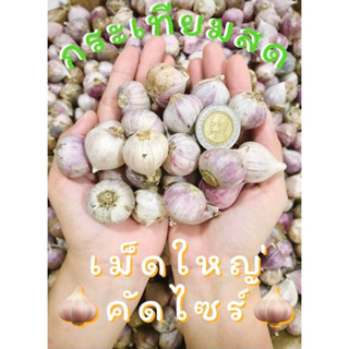 กระเทียมโทนสด 1 กิโล คัดเม็ดพิเศษ ราคาส่ง จากเกษตรชาวลำปาง