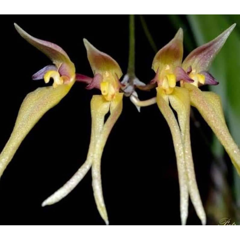 bulbophyllum macraei  กล้วยไม้สกุลสิงโต จากเวียดนาม