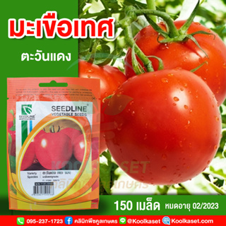 พันธุ์มะเขือเทศ ตะวันแดง ซีดไลน์ เมล็ดพันธุ์ 150 เมล็ด มะเขือเทศ คุณภาพดี งอกดี ปลูกง่าย โตไว คูลเกษตร KS01