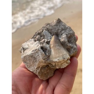 🌊 ฟอสซิล โมซาซอรัส ส่วนฟัน และส่วนกระดูก🦋 Mosasaurus Fossils ( Teeth &amp; Bone )