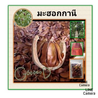 เมล็ดพันธุ์ต้นมะฮอกกานี เม็ดมะฮอกกานีชุด100เม็ด