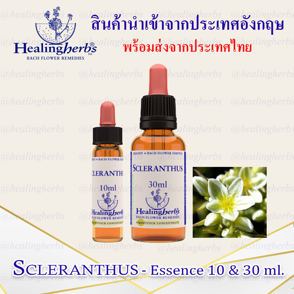 (Scleranthus) Bach Flower Essence (droppler) ขนาด 10 ml. หรือ 30 ml. ของแท้ 100% ***พร้อมส่งในไทย***