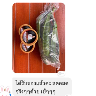 สะตอข้าวจากใต้ 15 ฝัก คัดสวยๆ แก่ๆ