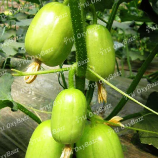 เมล็ดพันธุ์แตงกวาไขไก่ เมล็ดแตงกวามินิ 10เมล็ด แตงกวาแคระ แตงกวาจิ๋ว