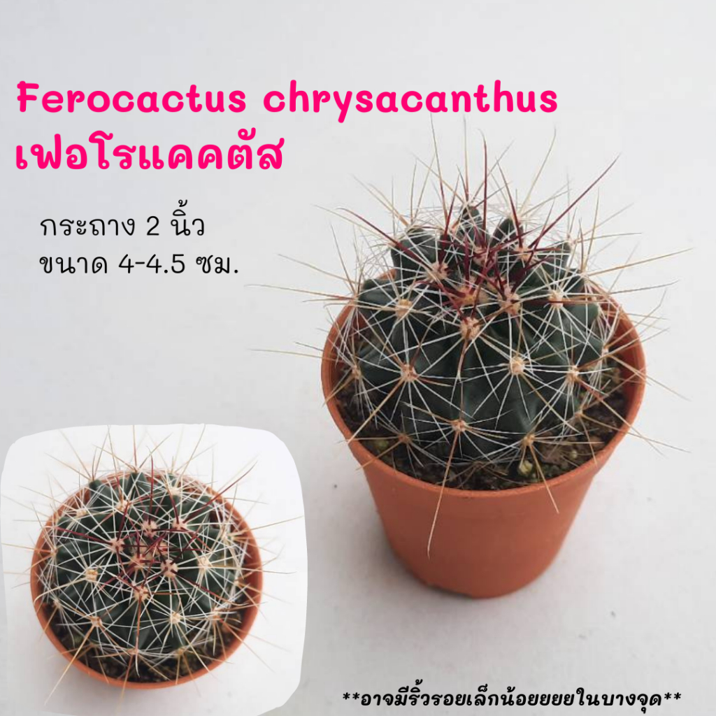 Ferocactus chrysacanthus  เฟอโรแคคตัส ไม้เมล็ด Cactus กระบองเพชร พืชอวบน้ำ พืชทะเลทราย ตะบองเพชร
