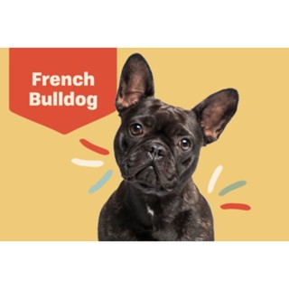 ตุ๊กตาน้องเฟรนช์ บูลด็อก French Bulldog