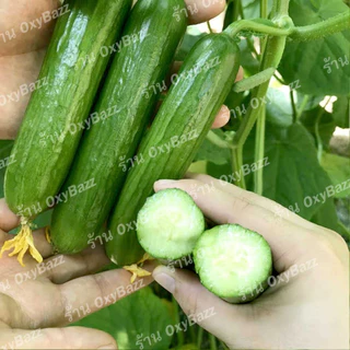 เมล็ดพันธุ์แตงกวาฮอลแลนด์ เมล็ดแตงกวาฮอลันดา 20เมล็ด แตงกวาไร้หนาม Dutch Cucumber seeds