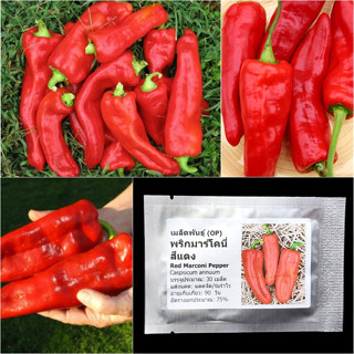 เมล็ดพันธุ์ พริกมาร์โคนี่ สีแดง Red Marconi Pepper Seed 30 เมล็ด คุณภาพดี ของแท้ 100%