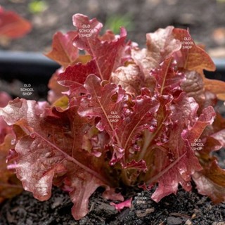 เมล็ดพันธุ์ผักสลัดเรดโอ๊ค Radoak seed บรรจุ 500 เมล็ด