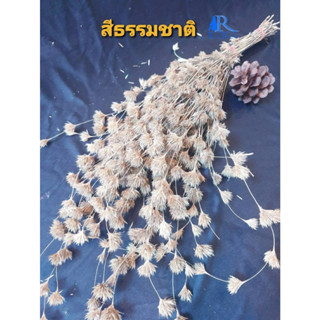 Rarin🌾ดอกไผ่ห้วยลึก🌾ดอกไผ่ (สีธรรมชาติ) ดอกไม้เมืองหนาว สำหรับตกแต่บ้าน ร้าน งานแต่ง หรือ เป็นพร๊อพถ่ายรูปเก๋ๆ Diy