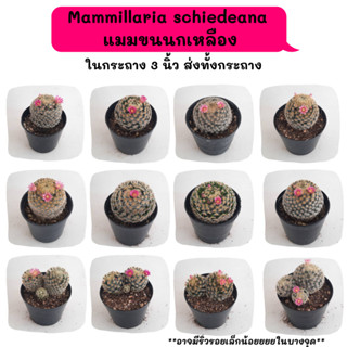 MT023 Mammillaria schiedeana  แมมขนนกเหลือง  ไม้เมล็ด Cactus กระบองเพชร พืชอวบน้ำ พืชทะเลทราย ตะบองเพชร