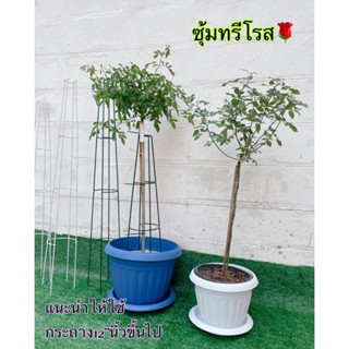 🌹ซุ้มทรีโรส🌹กุหลาบทรีโรส(T-Rose)ขนาด 70-90-100cm.มี2สี ขาว/เขียว