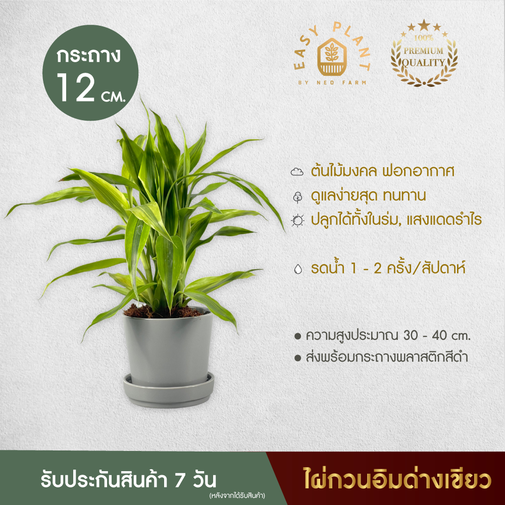 ต้นไผ่กวนอิมด่างเขียว  ต้นไม้นิมิมอล ต้นไม้ฟอกอากาศ ต้นไม้มงคล ประดับตกแต่งบ้านและสวน สวยงาม - easyplant