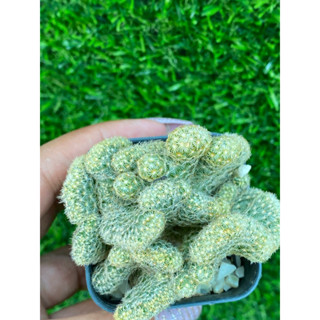 นิ้วทองคริส Mammillaria Elongata cristata กระบองเพชร แคคตัส ไม้อวบน้ำแคคตัสราคาถูก