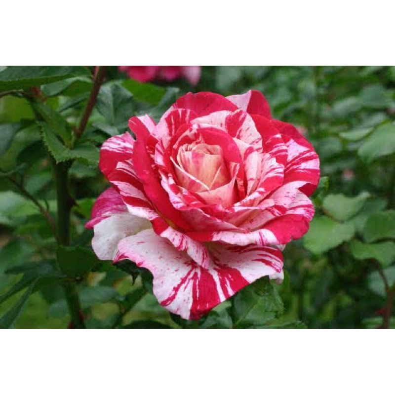 กุหลาบ​ นีลไดมอนด์ (Neil Diamond​ Rose)​ดอกลาย สีสวย แบบถุง