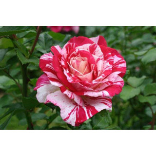 กุหลาบ​ 🌹 นีลไดมอนด์  (Neil Diamond​ Rose)​ดอกลาย สีสวย แบบถุง