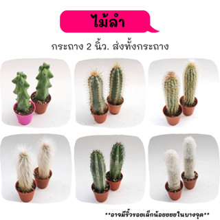 ไม้ลำ ไม้ทรงสูง cactus กระบองเพชร แคคตัส กุหลาบหิน พืชอวบน้ำ