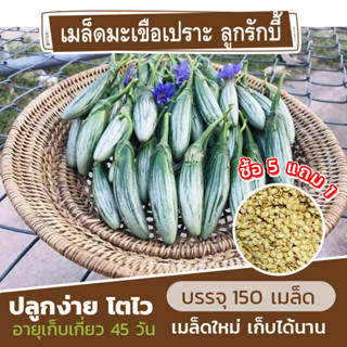 เมล็ดมะเขือเปราะ ลูกรักบี้ แบ่งขาย 150 เมล็ด ซื้อ 5 แถม 1 (คละชนิดได้)