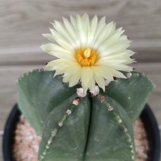 เมล็ดแคคตัส หมวกสังฆราช จำนวน 40 เมล็ด [Astrophytum myriostigma 50 seeds]