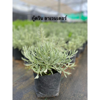 กูดวินลาเวนเดอร์ // Goodwin Lavender//