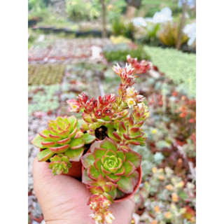 กุหลาบหินEchveria Greenwood