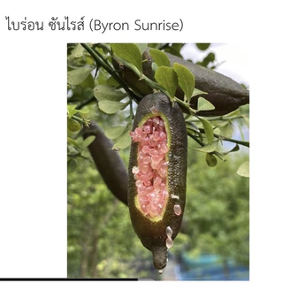 ต้นมะนาวคาเวียร์ มี 8 สี ต้นพันธุ์ติดตา พร้อมปลูก เสียหายเคลมฟรี