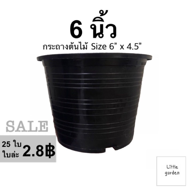 กระถางลายไม้ 6 นิ้ว กระถางแคคตัส