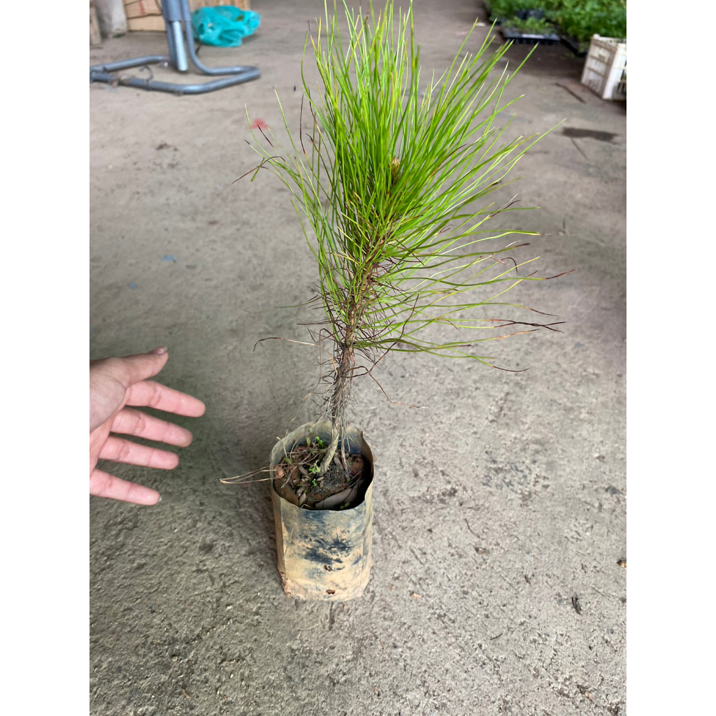 ต้นพันธุ์สนสามใบ ไม้ยืนต้นขนาดกลางถึงขนาดใหญ่ ต้นละ79บาท - รูปที่ 5