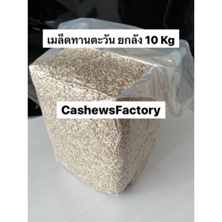 เมล็ดทานตะวันดิบ 10kg/ยกลัง (Sunflower seed)