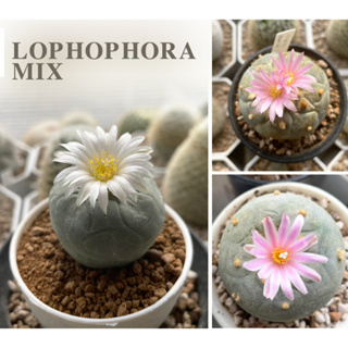 🌕🌵 Lophophora🌵🌕MIX ไม้เมล็ด(อัพเดท 17/09/2023)