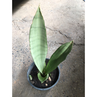 #ต้นลิ้นมังกร #ต้นไม้ฟอกอากาศ #ไม้ใบ #ไม้ประดับ #Sansevieria moonshine