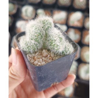 แมมบูมิไอคริส Mammillaria Baumii cristata