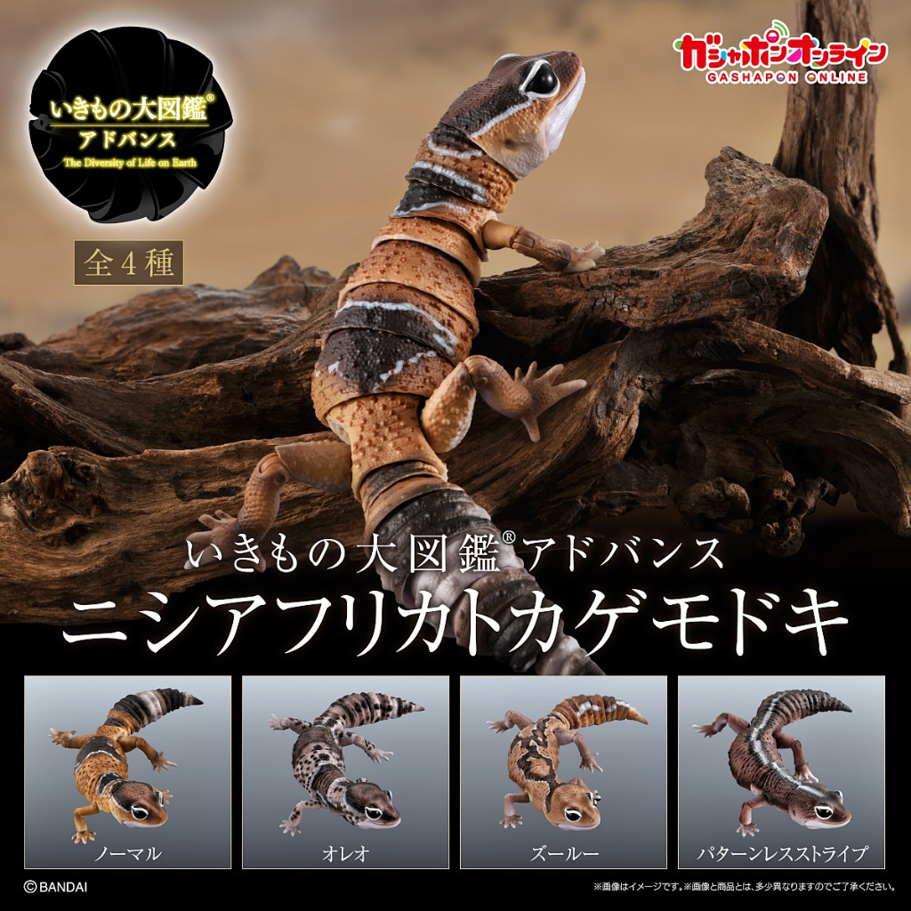 (ครบชุดพร้อมส่ง) กาชาปองตุ๊กแกหางอ้วน Gachapon Bandai Premium Ikimono Encyclopedia African Fat-Taile