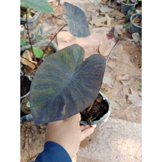 โคโลคาเซียนกฮูกใบยับๆ ขอบใบพริ้ว ดำและด่าง💐ชำ
