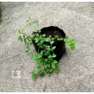 ต้นออริกาโน Oregano plant ในถุงเพาะชำ 3" เป็นสมุนไพรเทศและเครื่องเทศ มีกลิ่นหอม นิยมปรุงใส่อาหารอิตาเลี่ยน