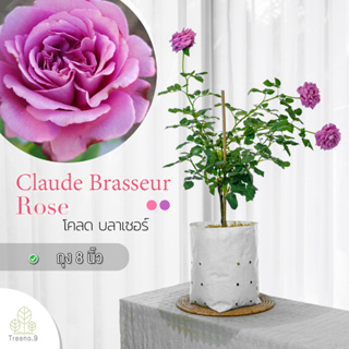 Treeno.9 T350 Claude Brasseur Rose​ (กุหลาบ โคลด บลาเซอร์​)​ ต้นใหญ่ ถุง 8 นิ้ว / สูง 60-70 ซม. / ไม้ประดับ ไม้ดอก (ต้นไม้)