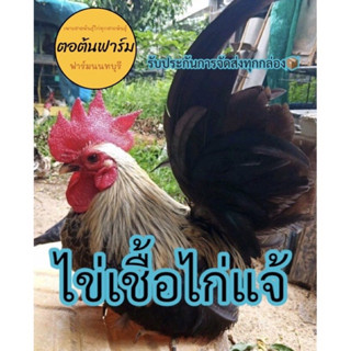 ไก่แจ้ขาสั่น ไข่เชื้อ สินค้ารับประกันมีเชื้อทุกใบ เสียหายเครมใหม่ทันที รับประกันการจัดส่ง