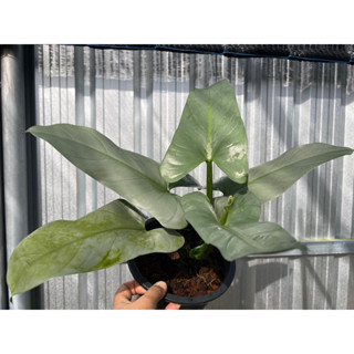 ฟิโลดาบเงิน Philodendron hastatum (Silver sword)กระถาง8นิ้ว