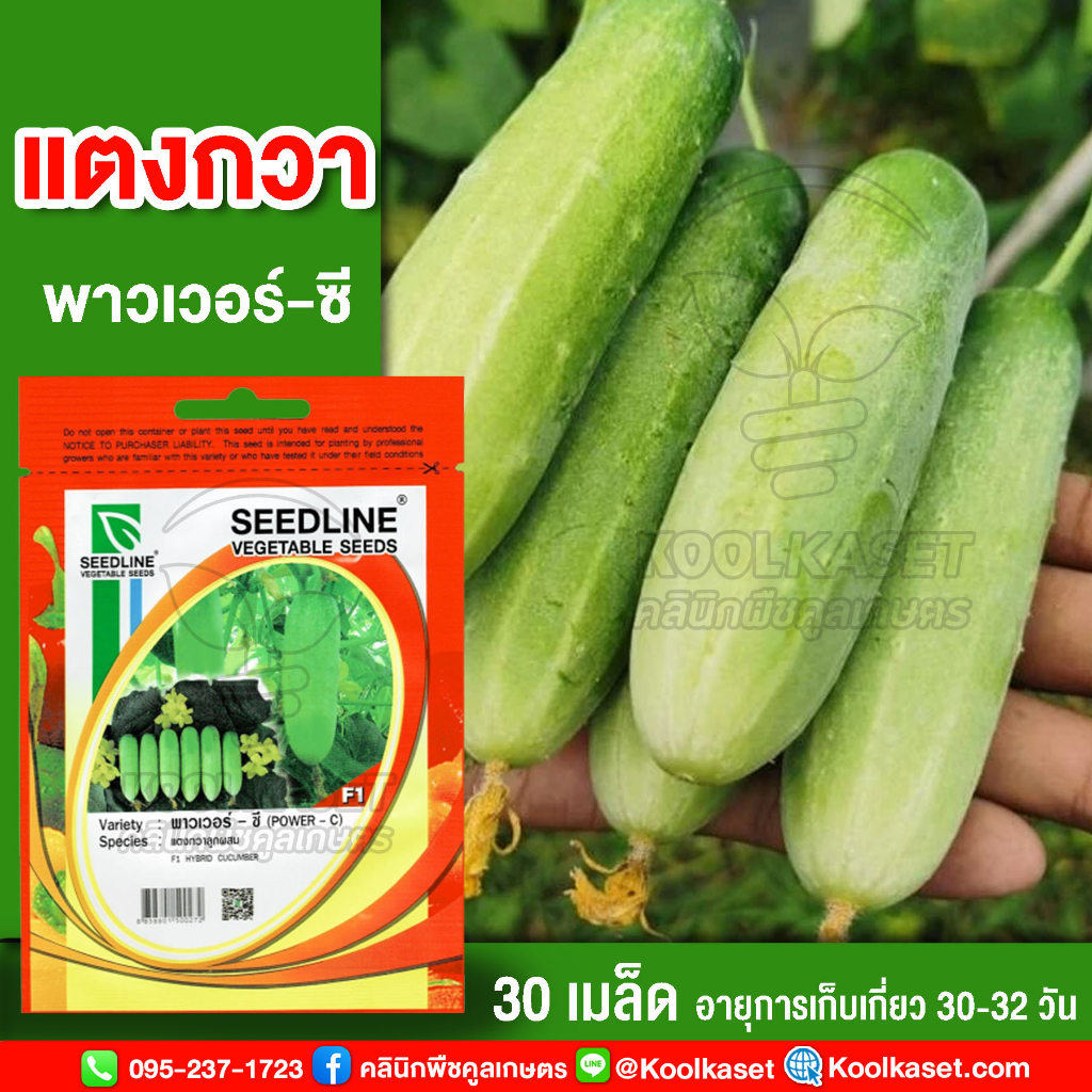 พันธุ์แตงกวา พาวเวอร์-ซี ซีดไลน์ 30 เมล็ดพันธุ์ แตงกวา พาวเวอร์-ซี คุณภาพดี งอกดี ปลูกง่าย โตไว คูลเ