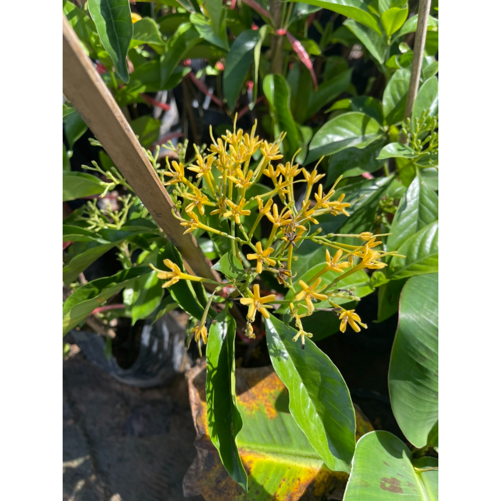 ต้นหอมเจ็ดชั้นดอกสวยกลิ่นหอมไกลออกตลอดทั้งปี - รูปที่ 4