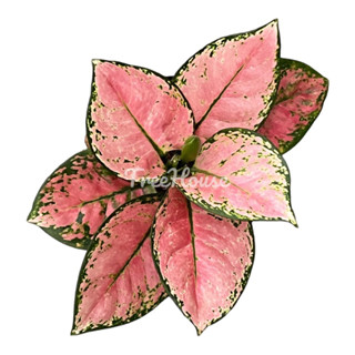 อโกลนีมาพิ้งค์สตาร์ กระถาง 6 นิ้ว / Aglaonema pink star pot 6