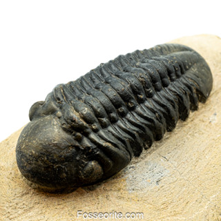 [เกรดพิพิธภัณฑ์+อายุกว่า 420 ล้านปี!!!] 2.85" ฟอสซิล ไทรโลไบต์ Reedops C. H. Trilobite ของแท้ หนัก 248.1g #RD1