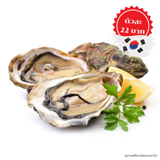 หอยนางรมเกาหลี ไซส์ L - Natural Coast Korean Oyster size L (120 ตัว)(120 ตัว)