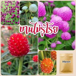 เมล็ดดอกบานไม่รู้โรย 300 เมล็ด สีแดง,ขาว,ชมพู,ส้ม,ม่วง ราคาส…