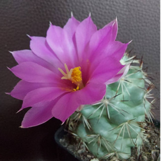 แมมชูแมน ไซส์ใหญ่ ให้ดอกแล้วทุกต้น คละดอก Mammillaria schumannii.  Hildm