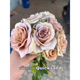 กุหลาบ - ควิกแซน Quicksand