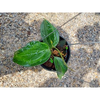 hoya latifolia bai bua โฮย่า ลาทิฟอเลีย ใบบัว